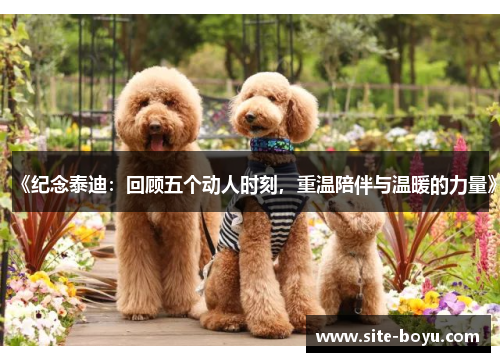 《纪念泰迪：回顾五个动人时刻，重温陪伴与温暖的力量》